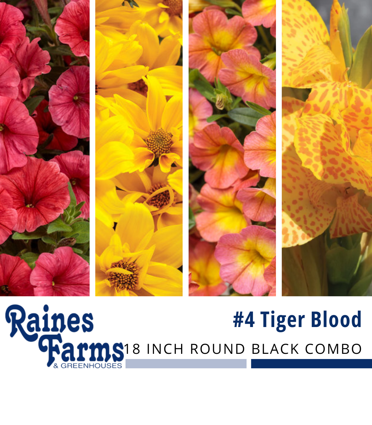 #4: Tiger Blood 18 Inch Round Black Combo